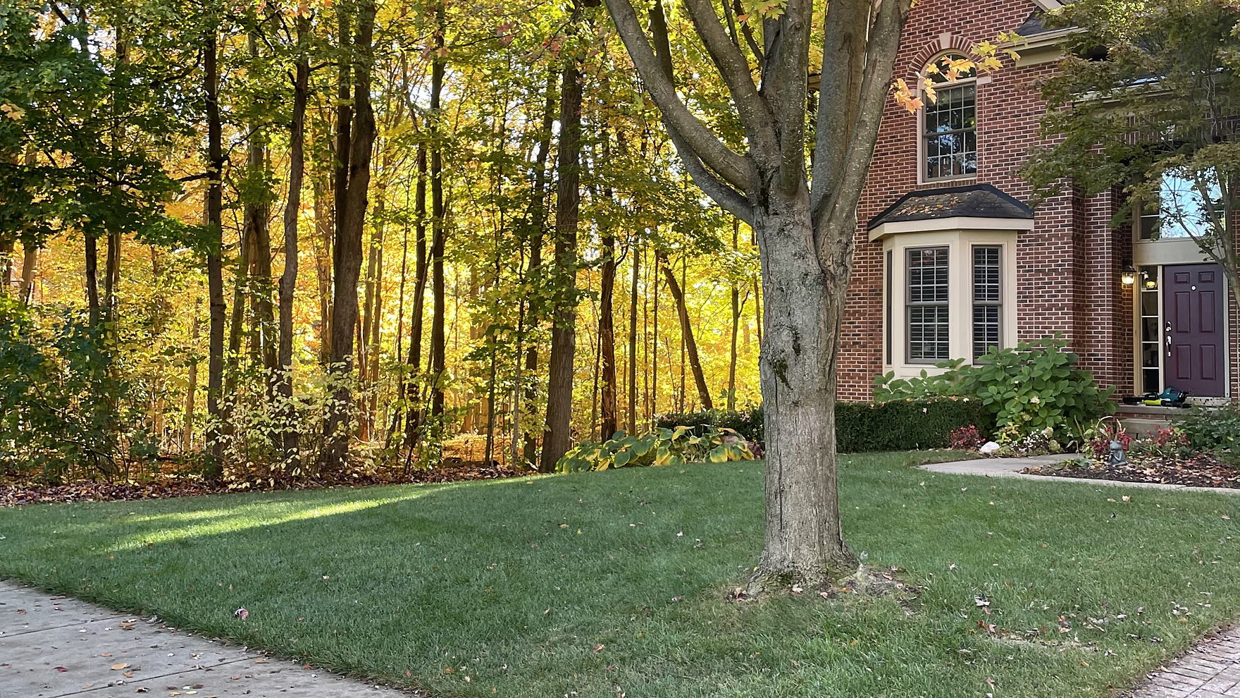 A freshly mown front lawn under autumn maples in Novi